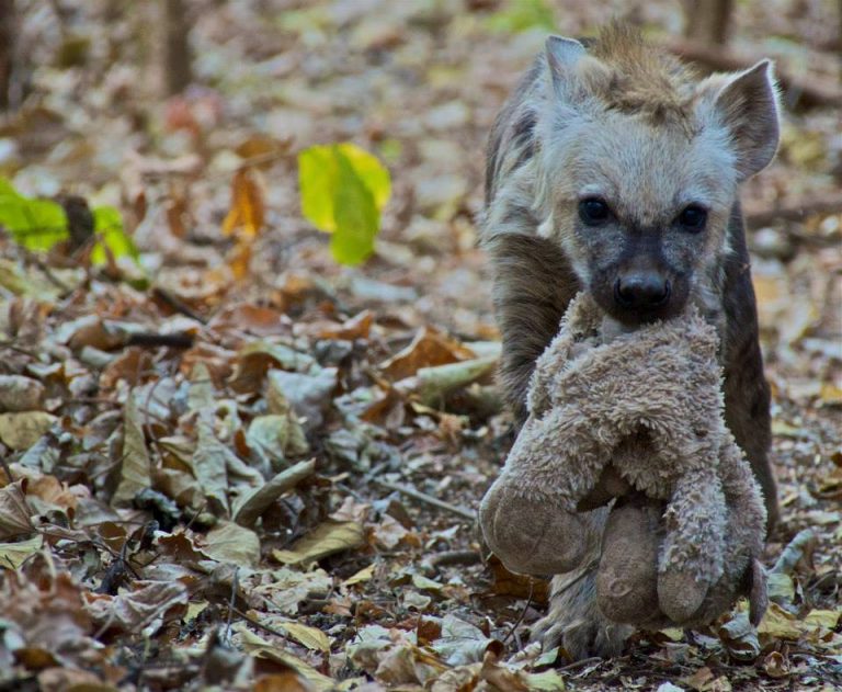 Usiku was a playful and energetic cub