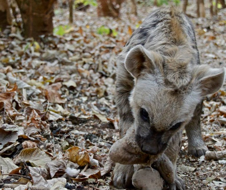Here he is wrestling with a stuffed toy in his enclosure