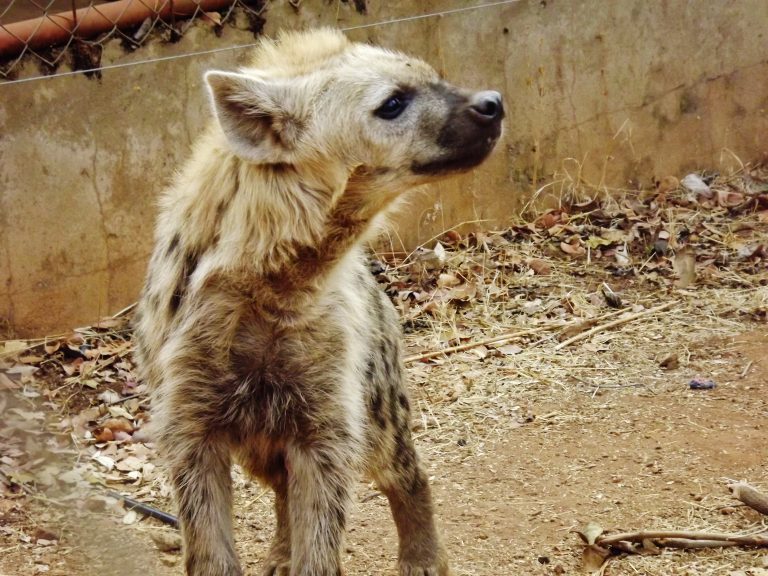 Usiku developing into a happy, healthy adolescent