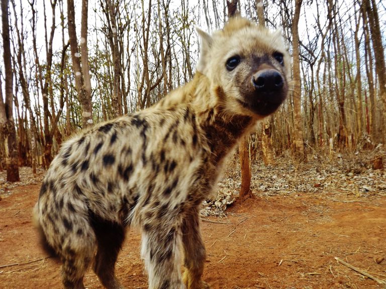 Hyenas can live in clans of up to 100 in the wild
