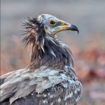 Egyptian vulture close-up Liwonde National Park November 2022 credit André Botha Egyptian vulture close-up Liwonde National Park November 2022 credit André Botha