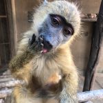 Expet_Pretzel_baboon_wildlife_LWC_licking fingers after food