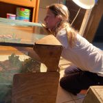 Hayley vet extern reaching for chameleon inside LWT vet clinic