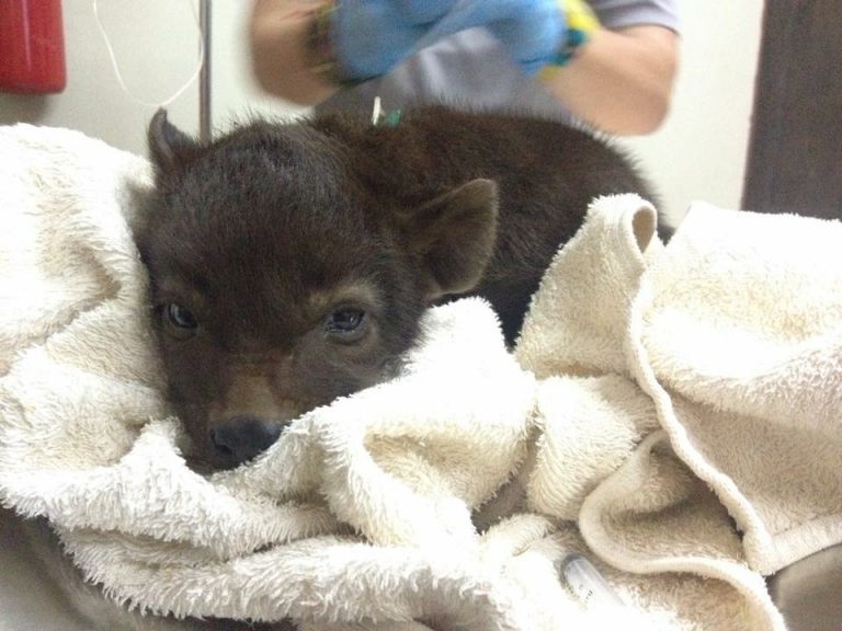 Usiku at one day old