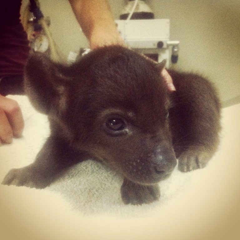 Usiku has been in our care since he was a tiny cub