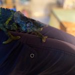 LWT chameleon eye injury