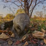 LWT pangolin (also credit Tom Beddis)