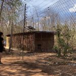 Marta volunteer observing vervets