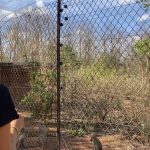 Marta volunteer recording vervet interactions