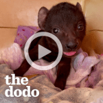 Nyenyezi newsletter video thumbnail Nyenyezi newsletter video thumbnail