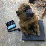 Pretzel_ex pet _baboon_Wildlife_LWC