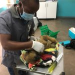 Pretzel_ex pet_baboon_healthcheck with vet Dr Laston_wildlife_LWC Pretzel_ex pet_baboon_healthcheck with vet Dr Laston_wildlife_LWC