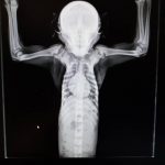 Pretzel_ex pet_baboon_xray 2 healthcheck_wildlife_LWC