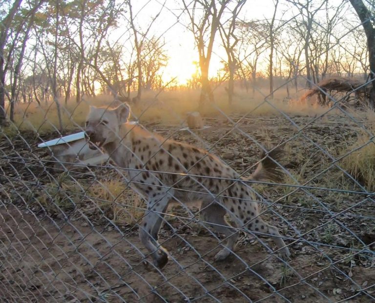 Usiku mapping out his brand new, large enclosure at the Tikki Hywood Foundation