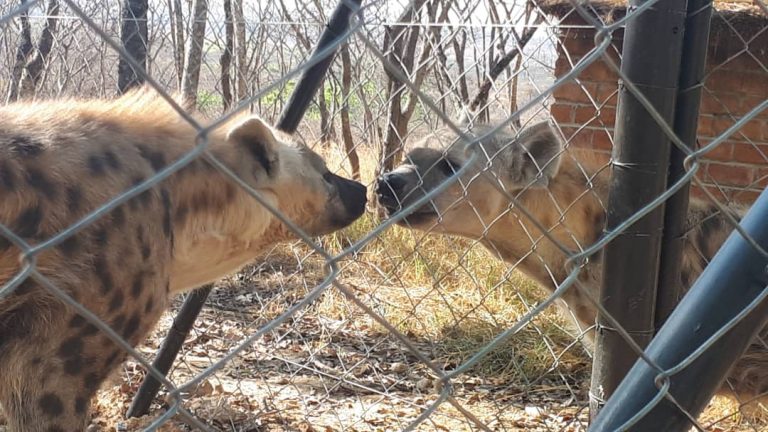 BFFS: Usiku and Tikaani meet each other for the first time