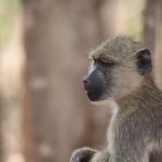 Yellow baboon Pretzel's troop LWC December 2021 1