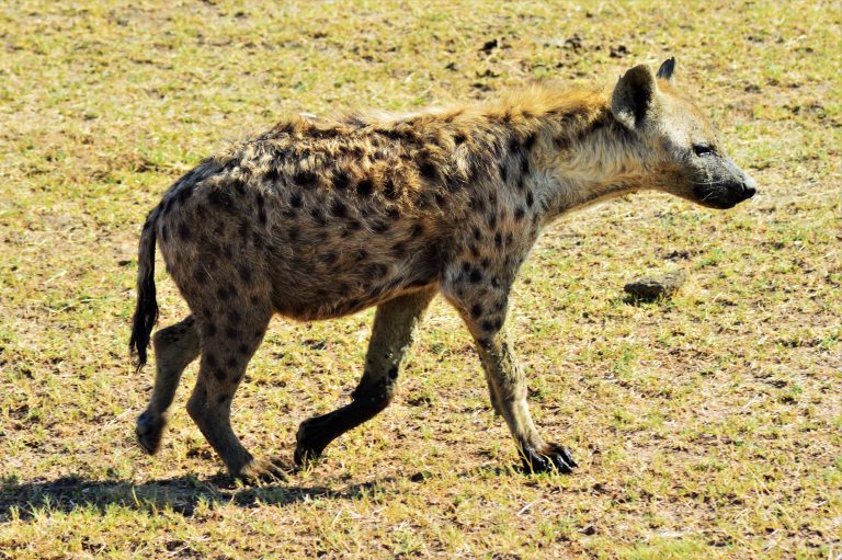 Usiku as a strong, nearly fully grown hyena
