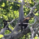 Samango Monkey Research Project