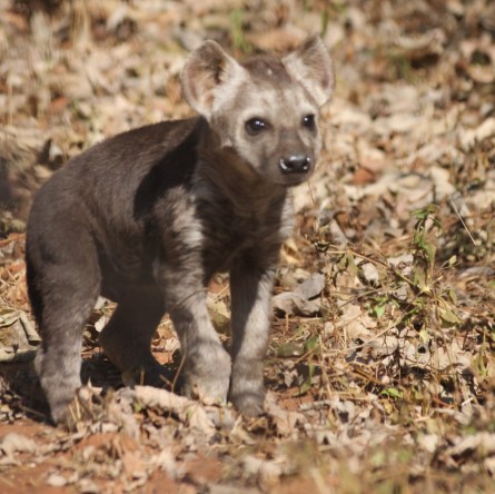 Usiku exploring his surroundings at the Lilongwe Wildlife Centre